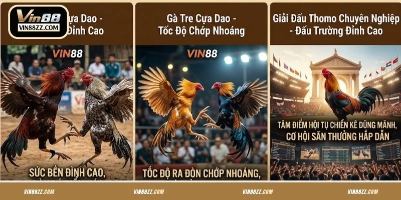 Các hình thức thi đấu tại đá gà cựa dao VIN88